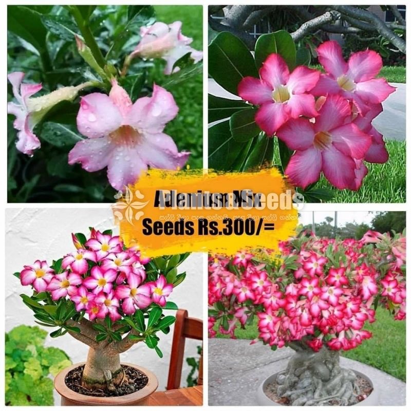 Flower Seeds