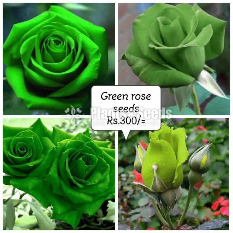 Flower Seeds