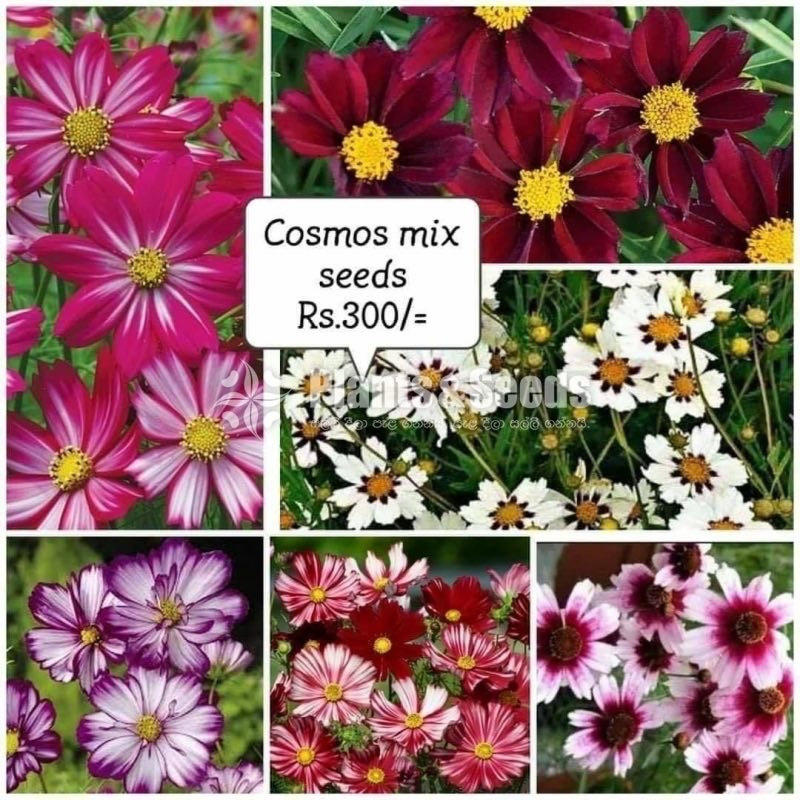 Flower Seeds
