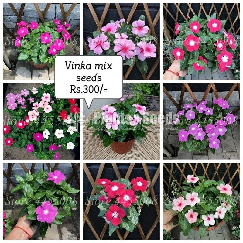 Flower Seeds