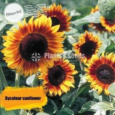 Flower Seeds