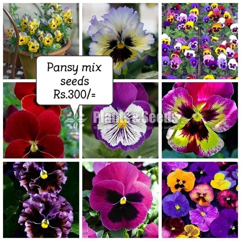 Flower Seeds