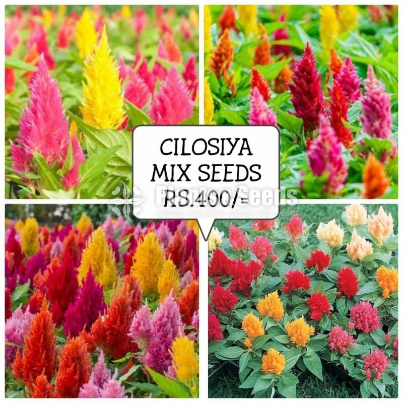 Flower Seeds