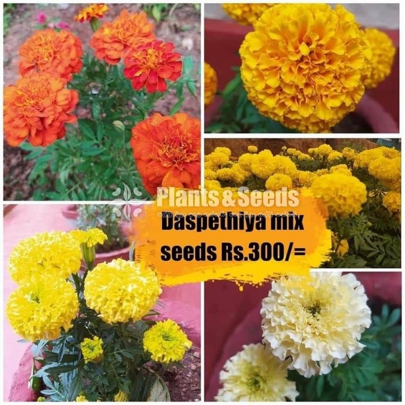 Flower Seeds