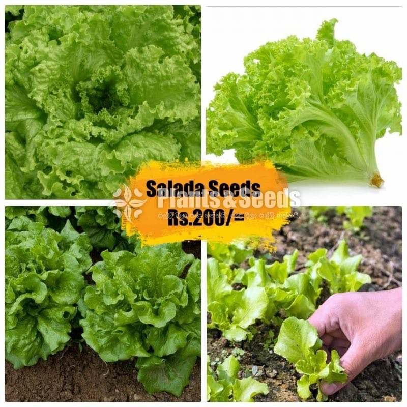Salada Seeds