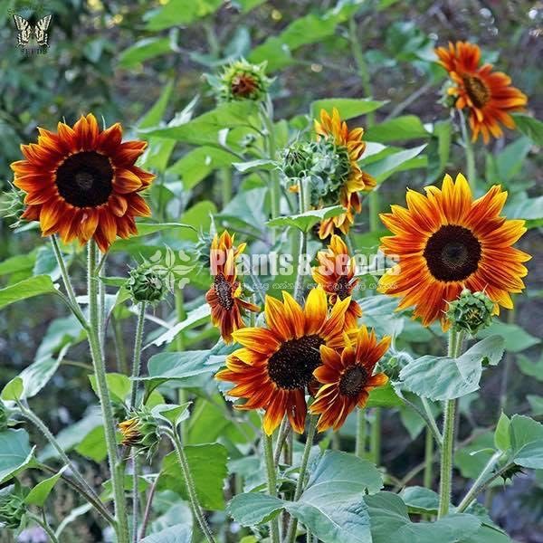 BI-COLOUR SUNFLOWER SEEDS 