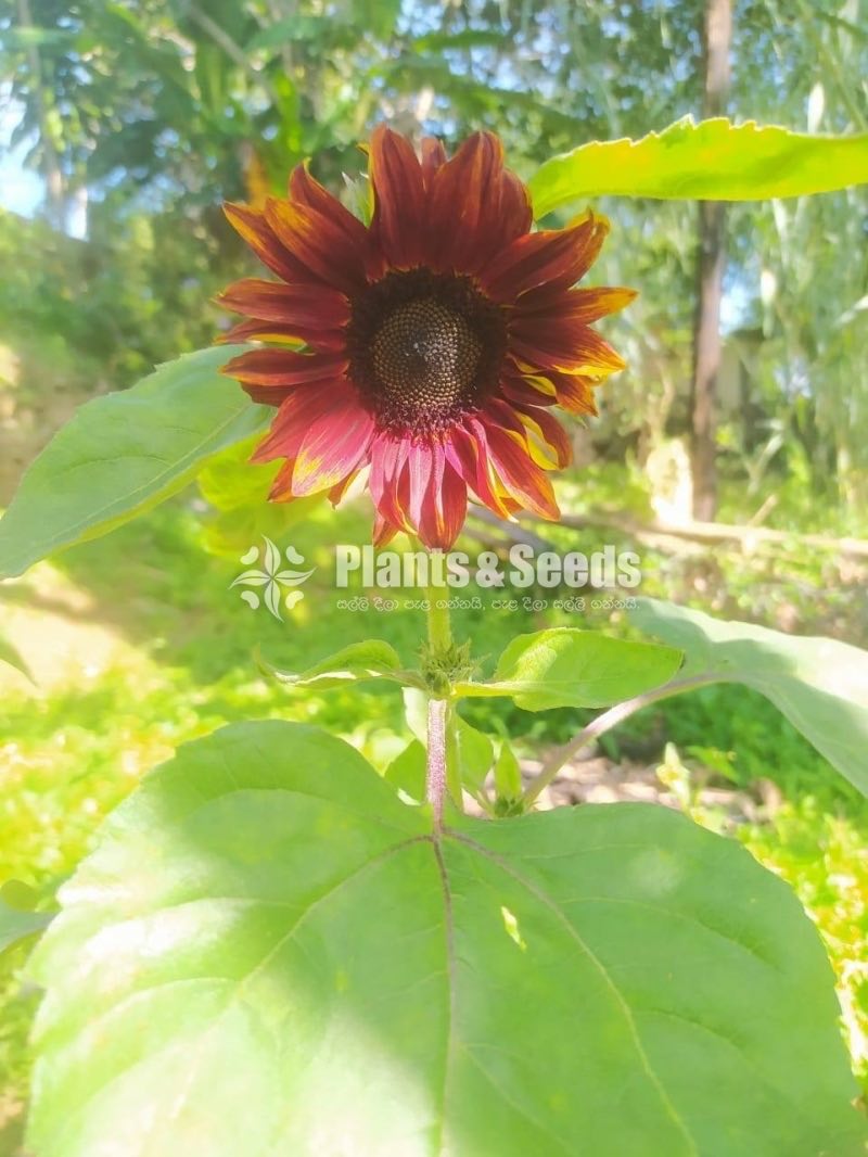 BI-COLOUR SUNFLOWER SEEDS 