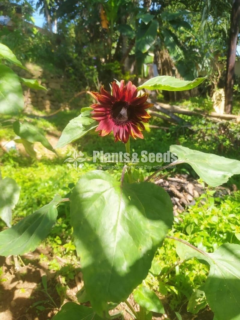 BI-COLOUR SUNFLOWER SEEDS 
