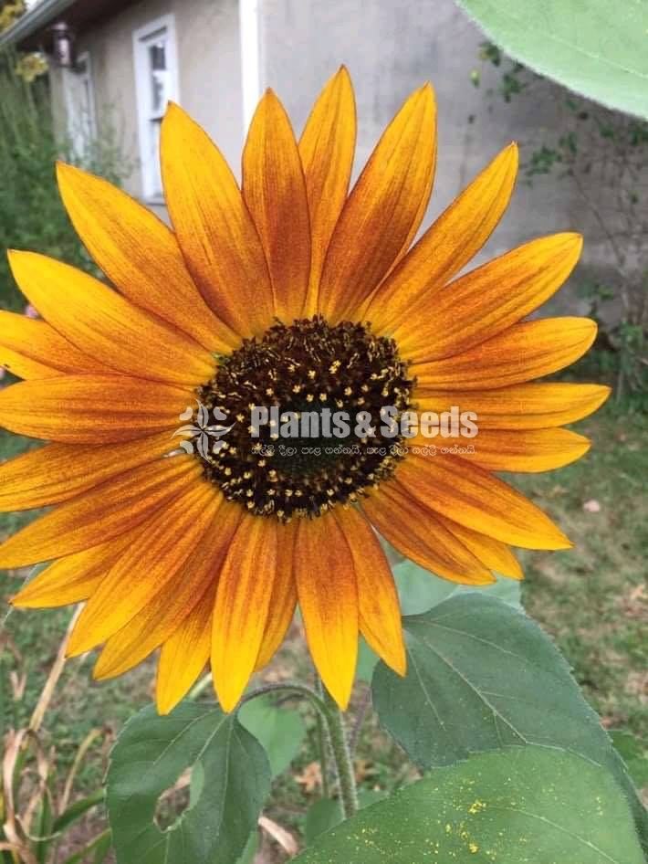 BI-COLOUR SUNFLOWER SEEDS 