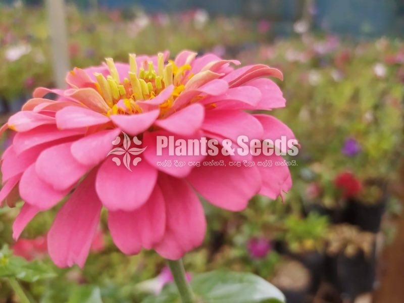 ZINNIAS MIX SEEDS