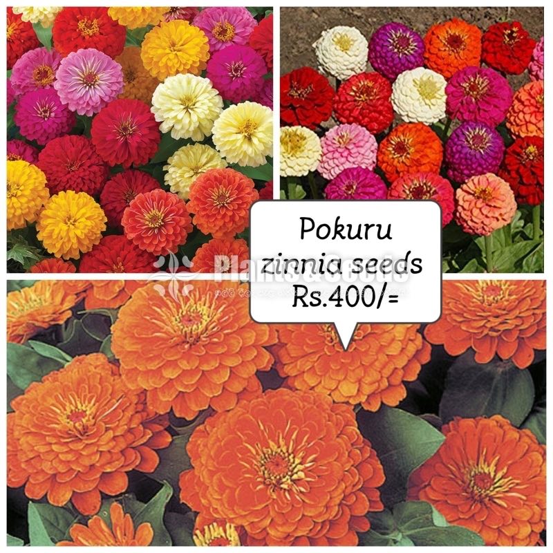 ZINNIAS MIX SEEDS
