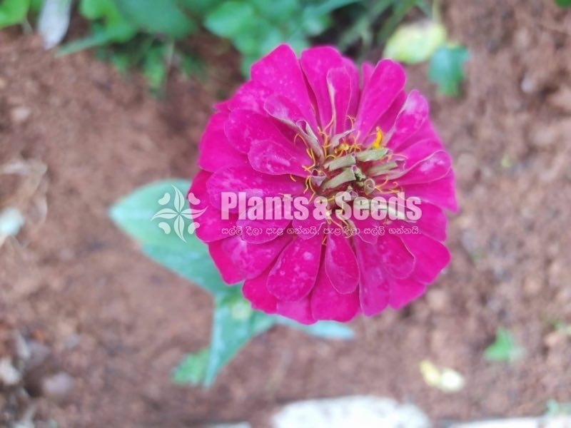 ZINNIAS MIX SEEDS