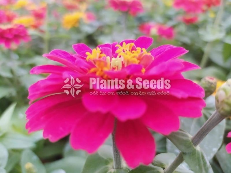 ZINNIAS MIX SEEDS