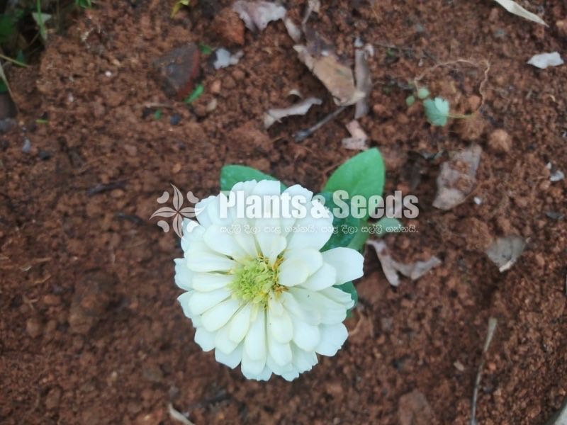ZINNIAS MIX SEEDS