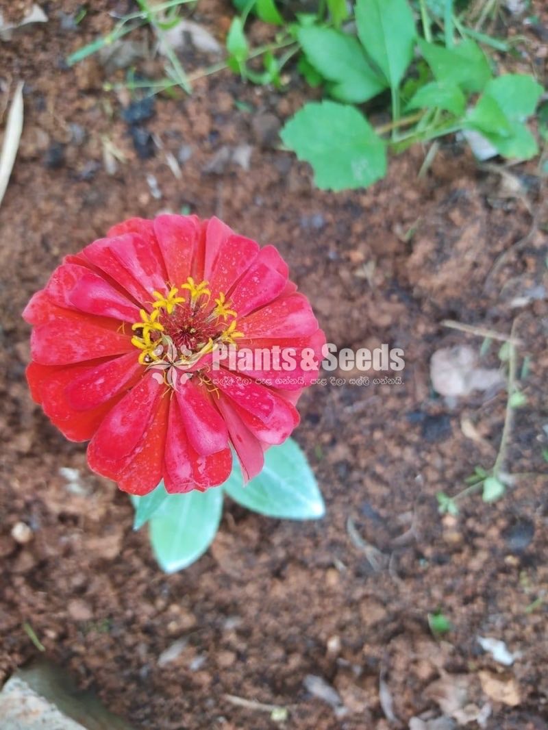 ZINNIAS MIX SEEDS