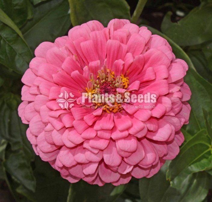 ZINNIAS MIX SEEDS