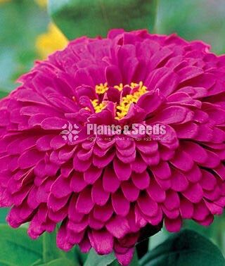 ZINNIAS MIX SEEDS