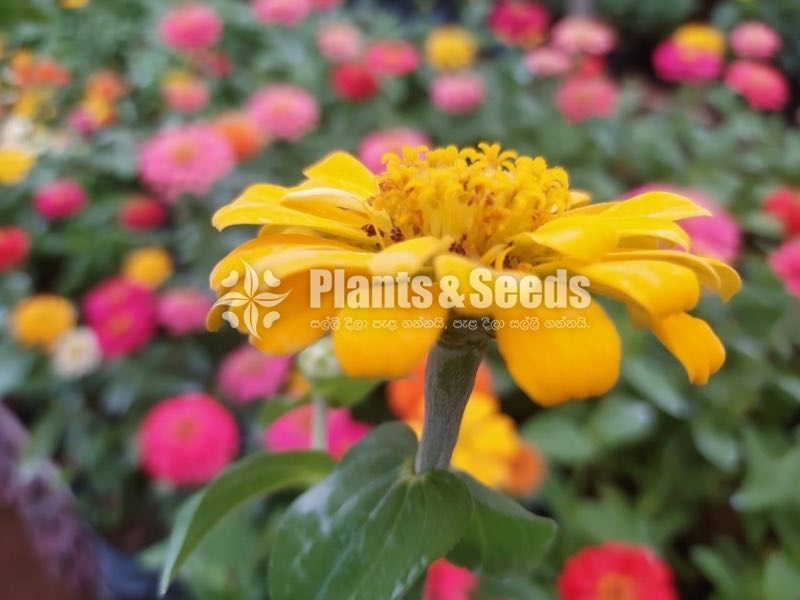 ZINNIAS MIX SEEDS