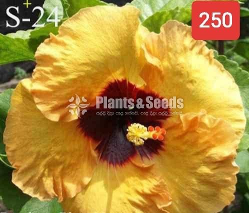Bud Hibiscus