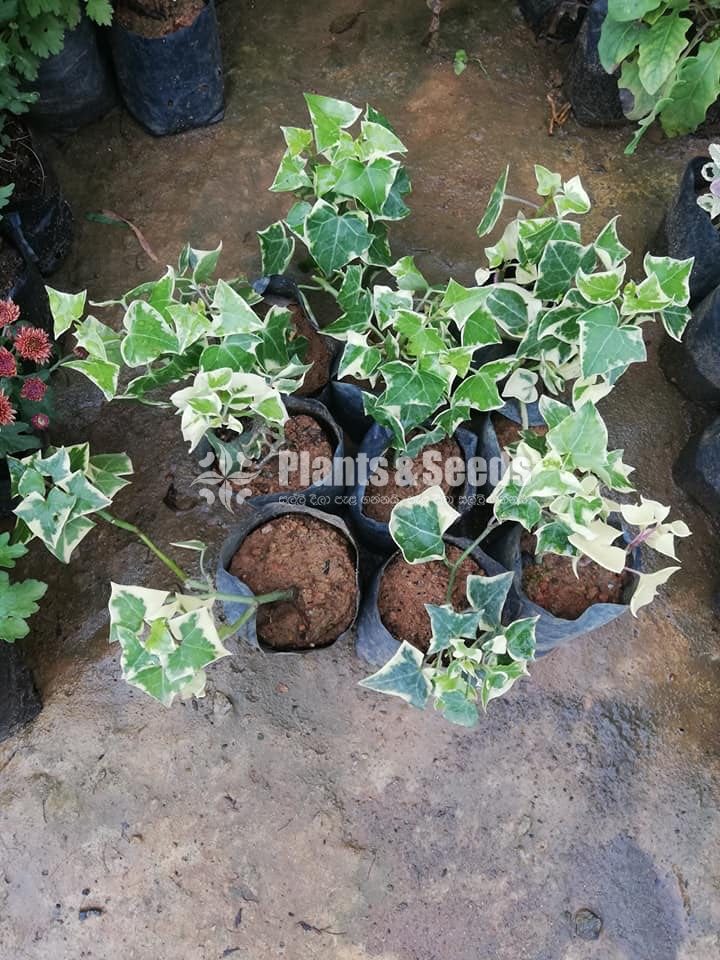 Hanging Plants Collection