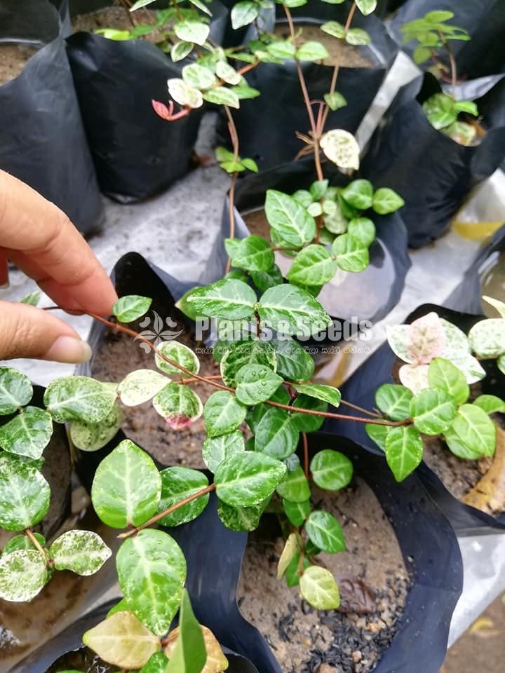 Hanging Plants Collection