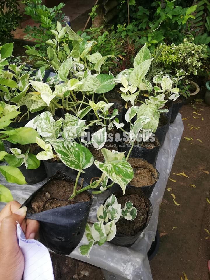 Hanging Plants Collection