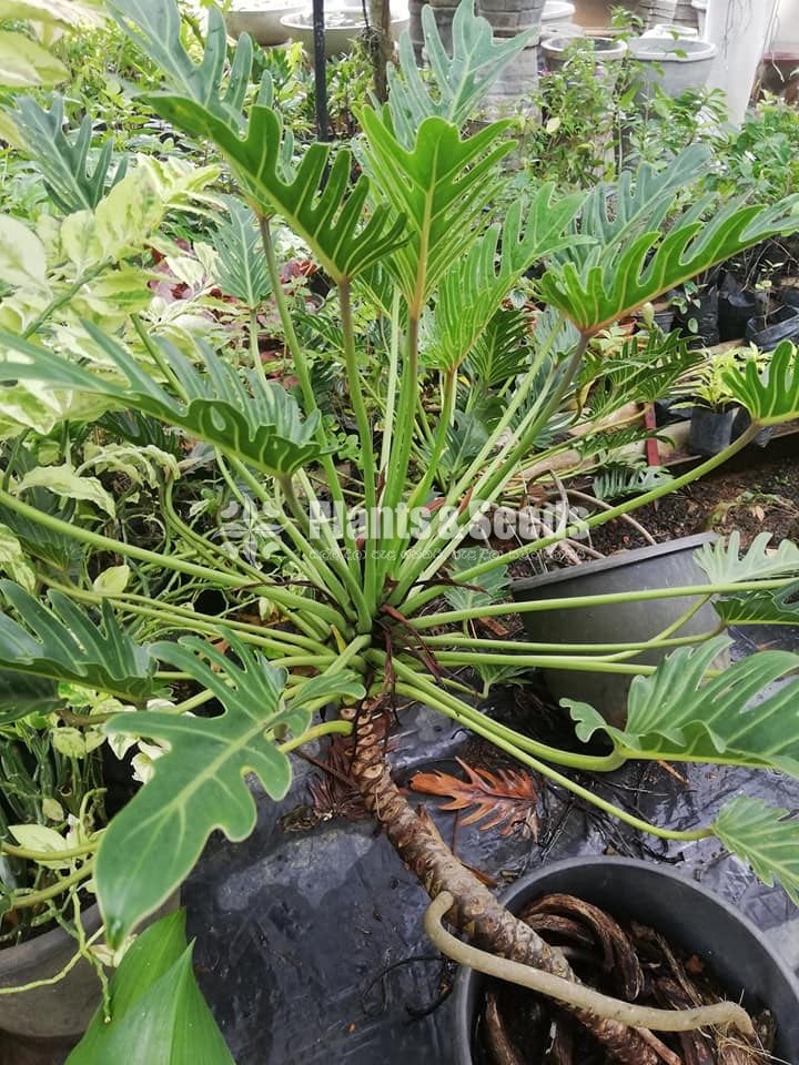 Philendron Xanadu Plant 