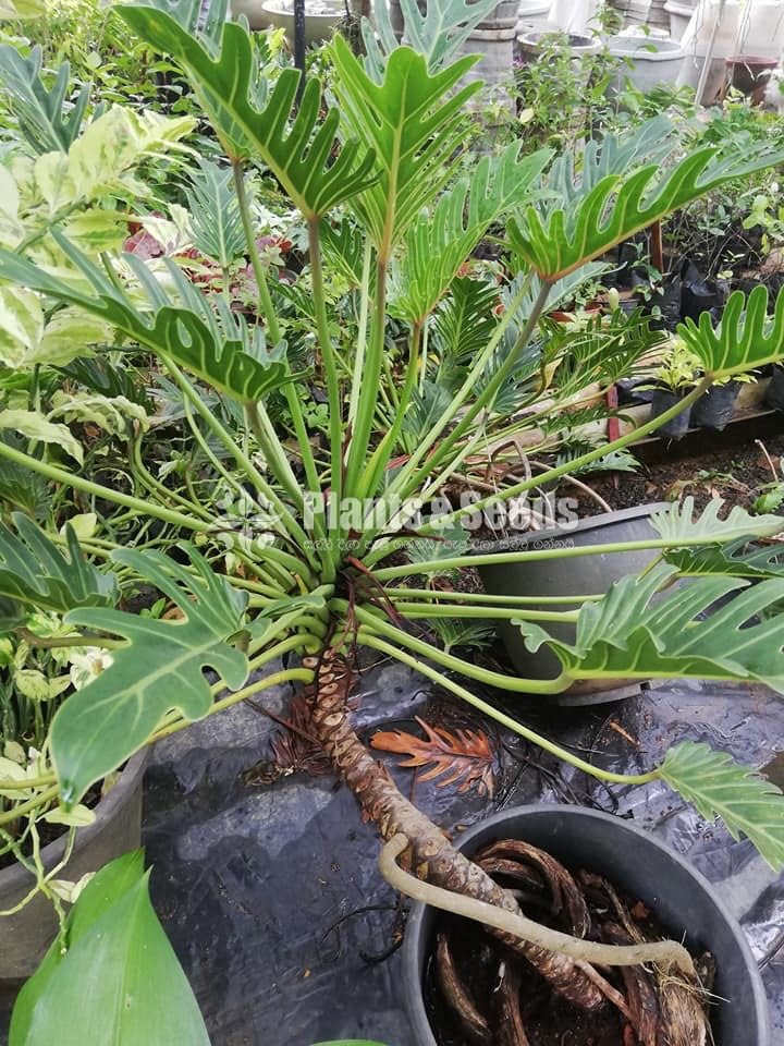 Philendron Xanadu Plant 