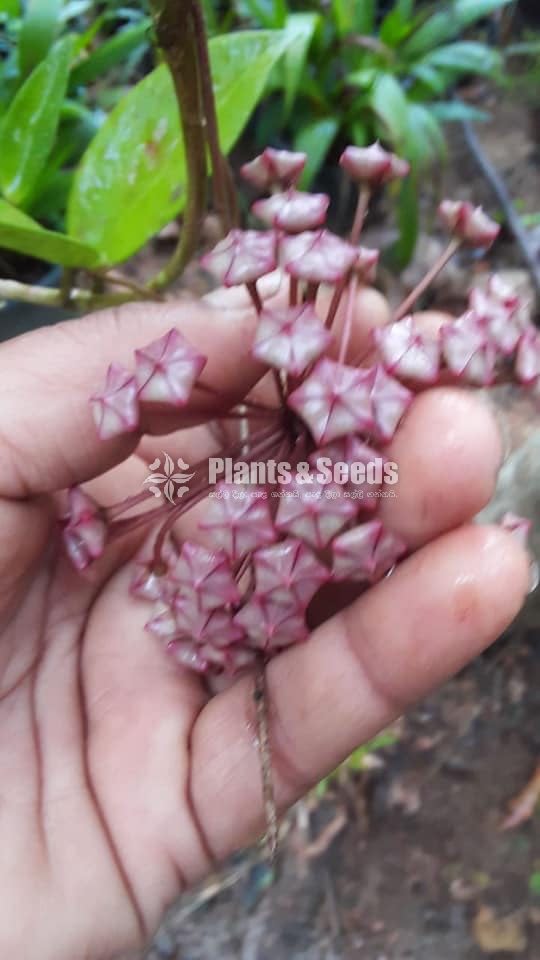 Hoya Plants