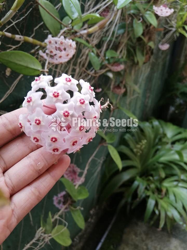 Hoya Plants
