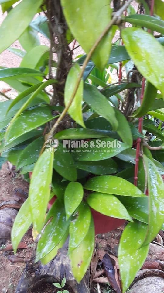 Hoya Plants