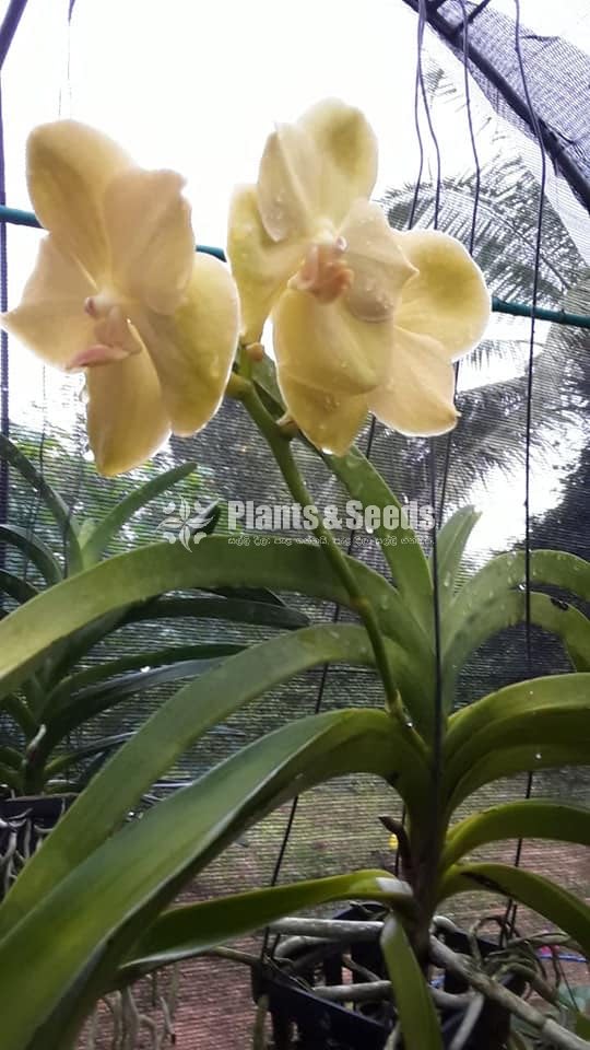 Vanda 
