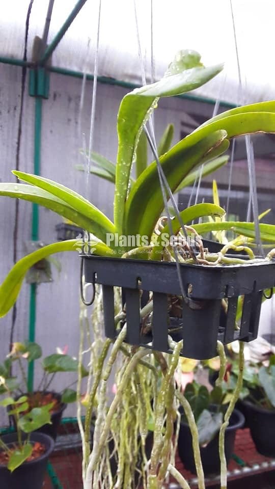 Vanda 