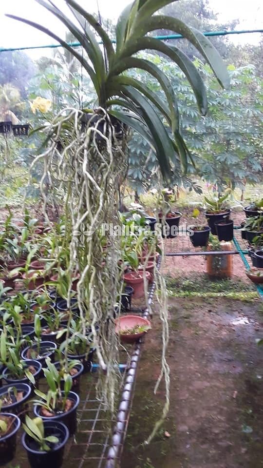 Vanda 