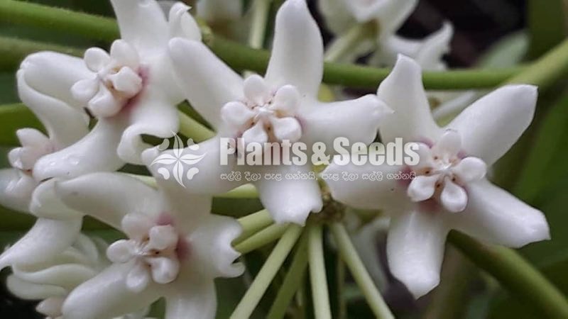 Hoya Plants