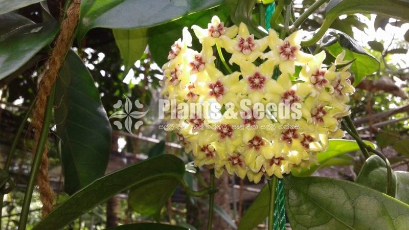 Hoya Plants