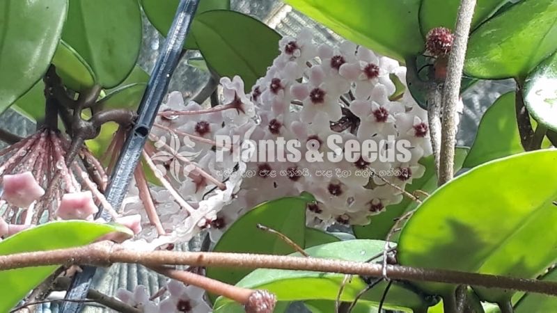 Hoya Plants
