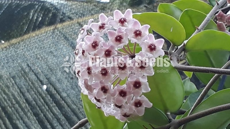 Hoya Plants