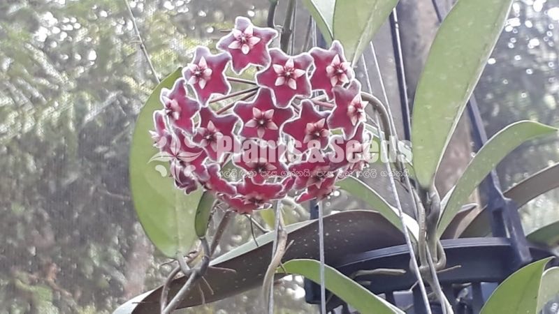 Hoya Plants