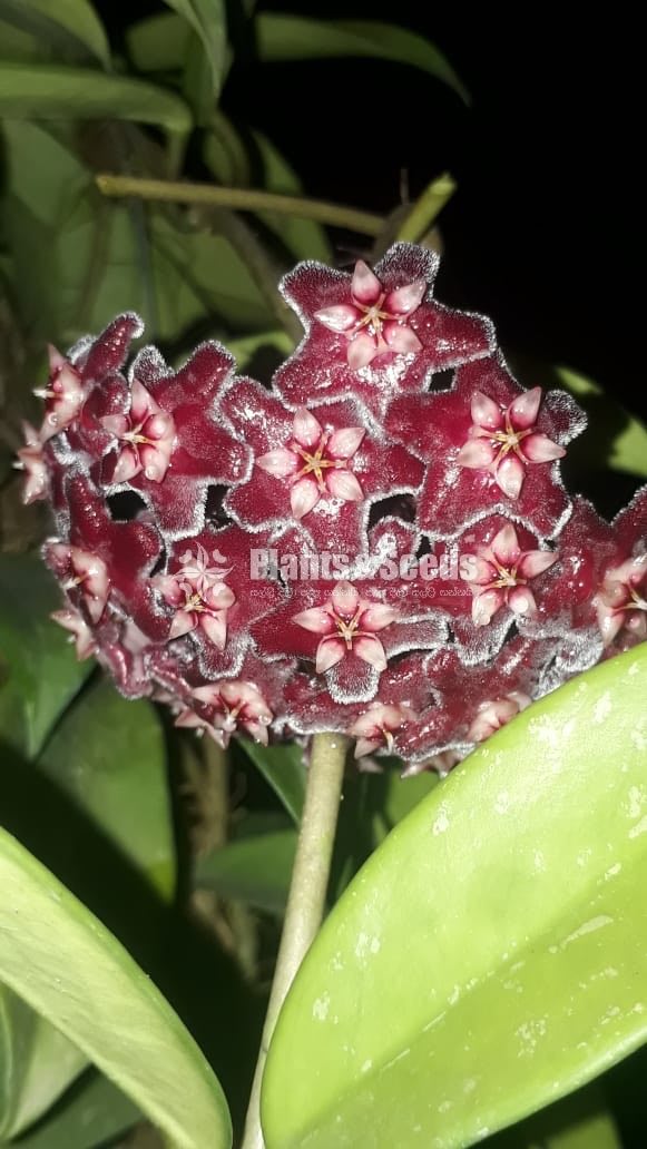 Hoya Plants