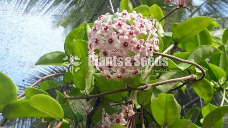 Hoya Plants