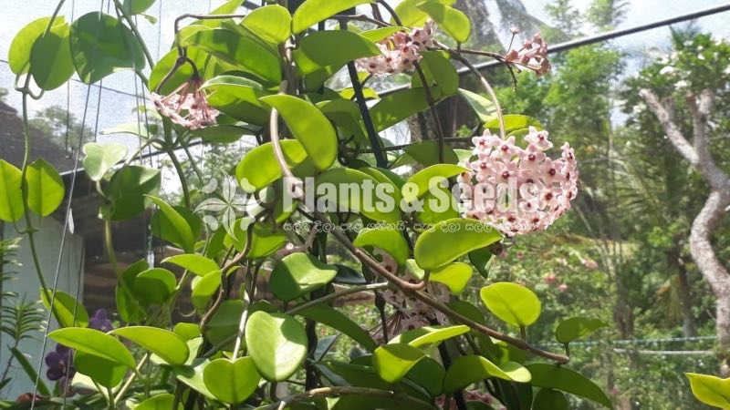 Hoya Plants