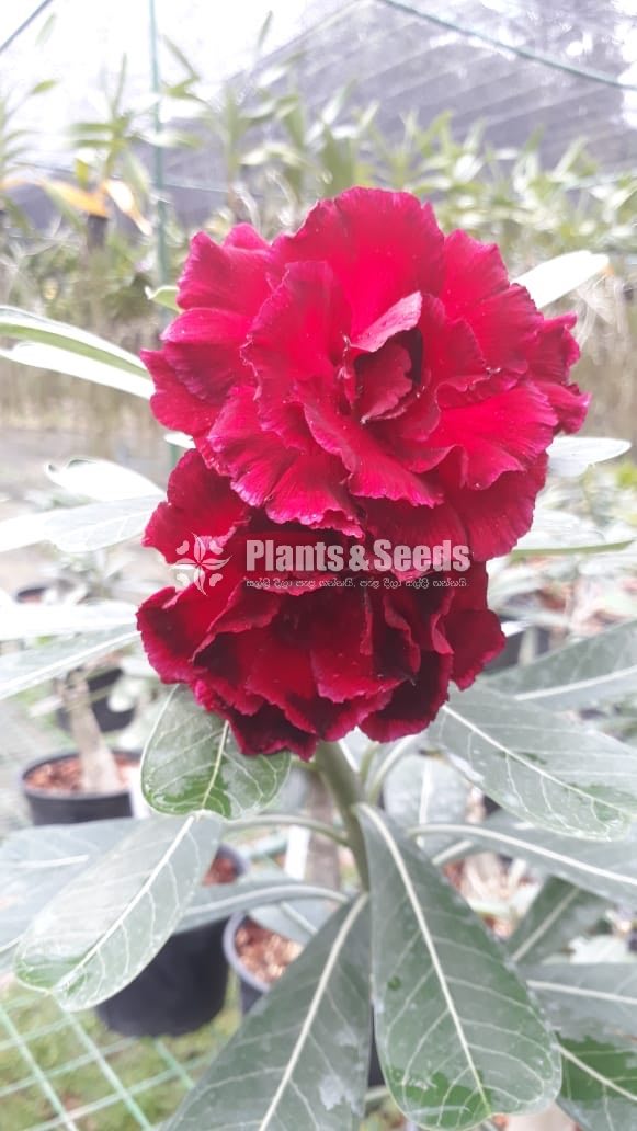 Adenium