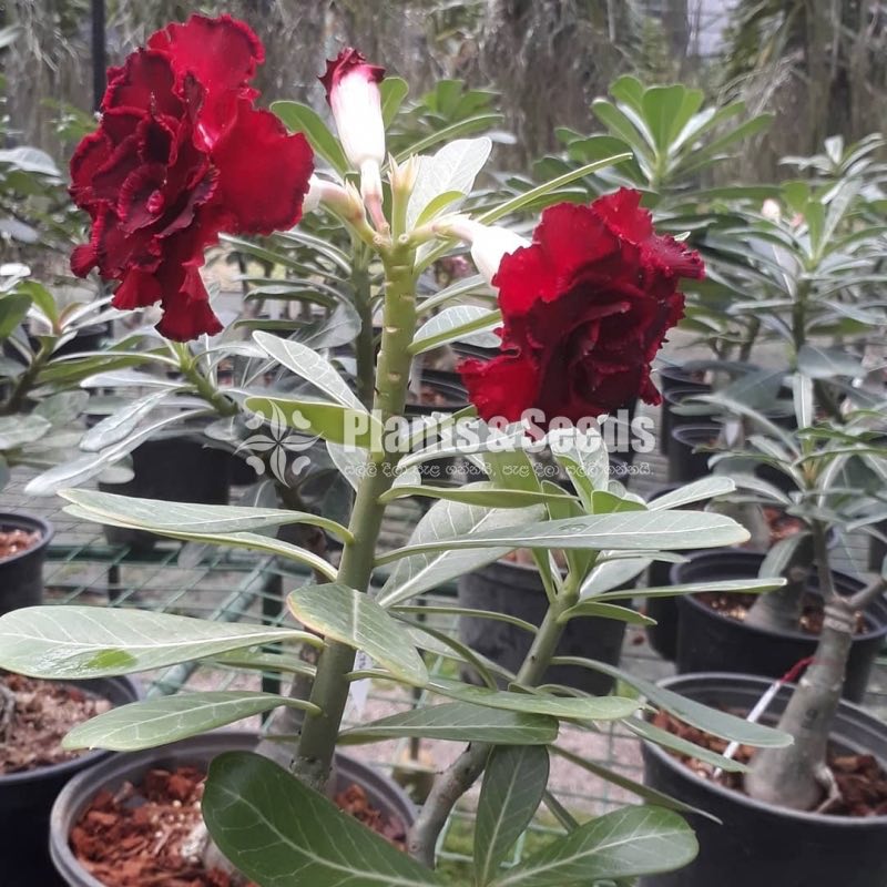 Adenium
