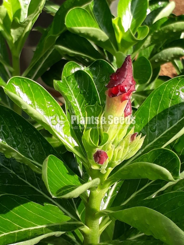 Adenium