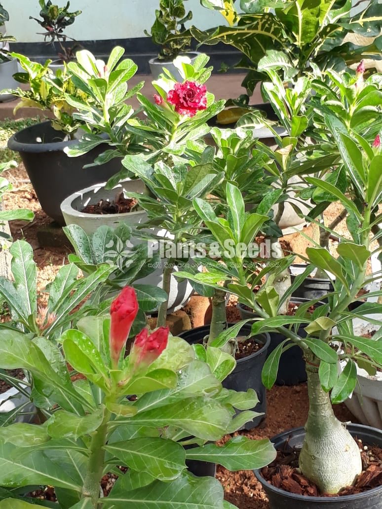Adenium