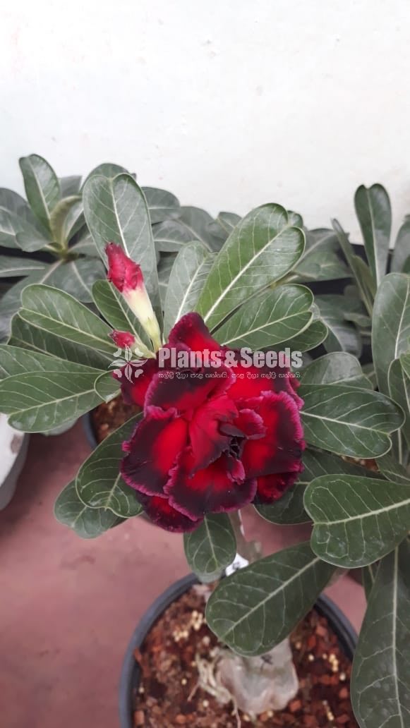 Adenium