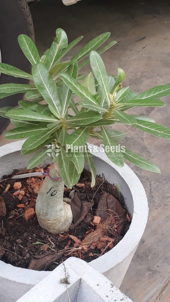 Adenium