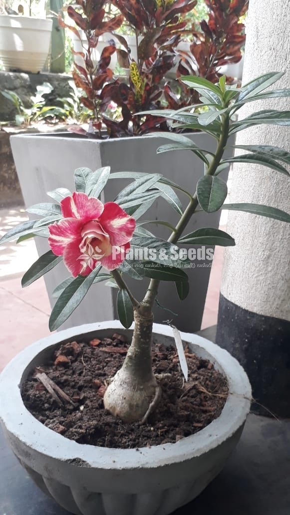 Adenium