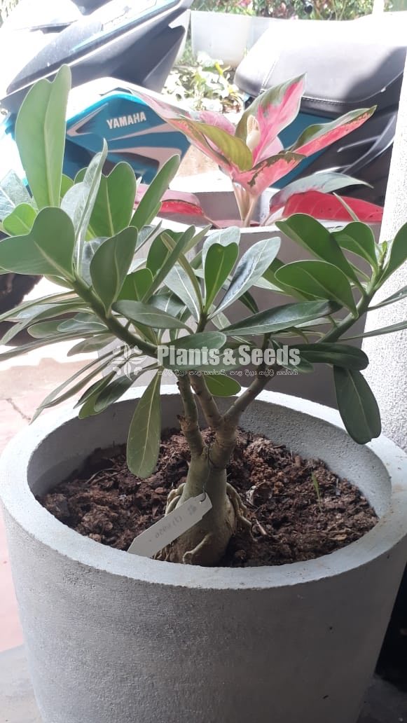 Adenium